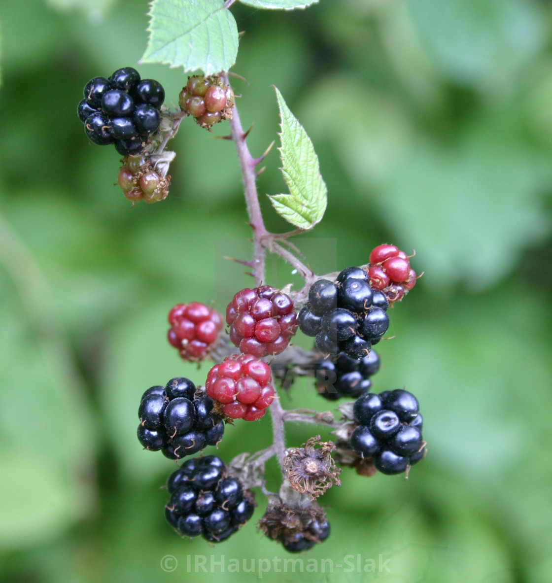 "Forest berries -" by I.R.Hauptman-Slak - $12.09 "Forest berries -" stock image