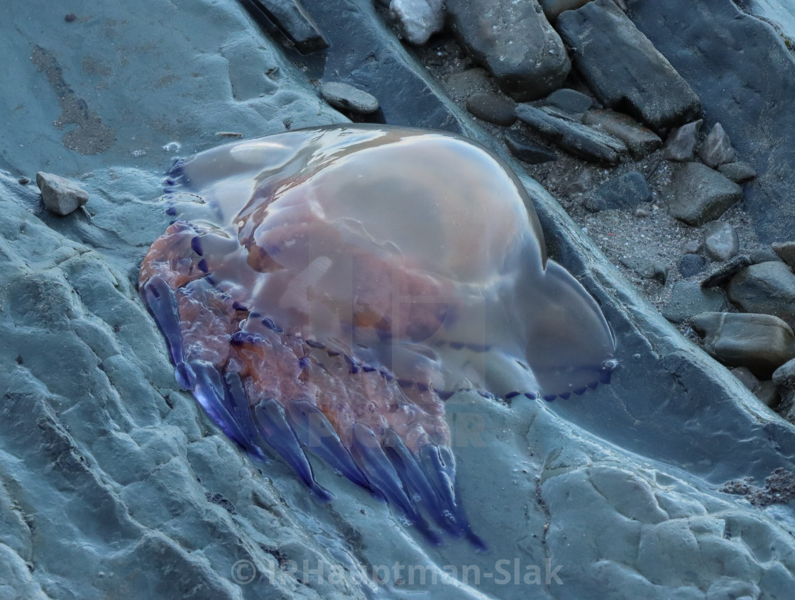 "Jellyfish ashore" by I.R.Hauptman-Slak - £20.00 "Jellyfish ashore" stock image