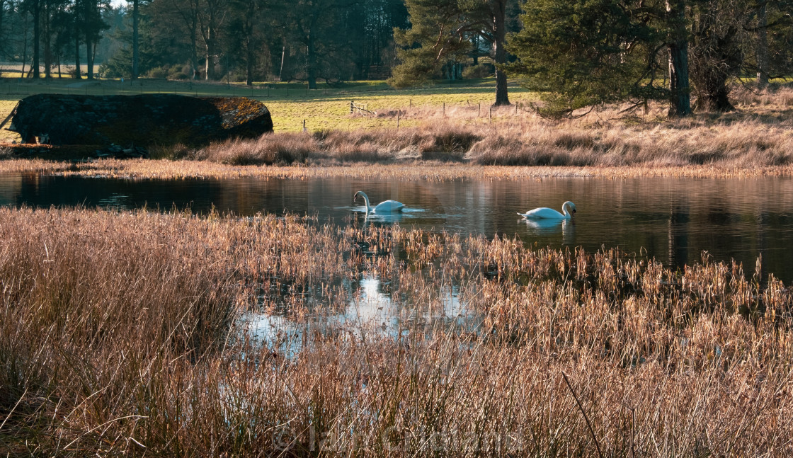 "A pair of swans" by Iain Cridland - $15.41 "A pair of swans" stock image