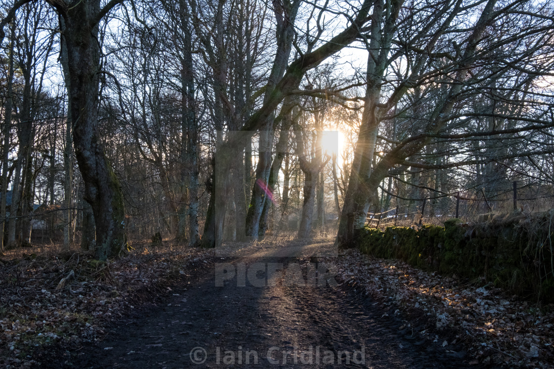 "Sun shining through the trees" by Iain Cridland - $15.41 "Sun shining through the trees" stock image