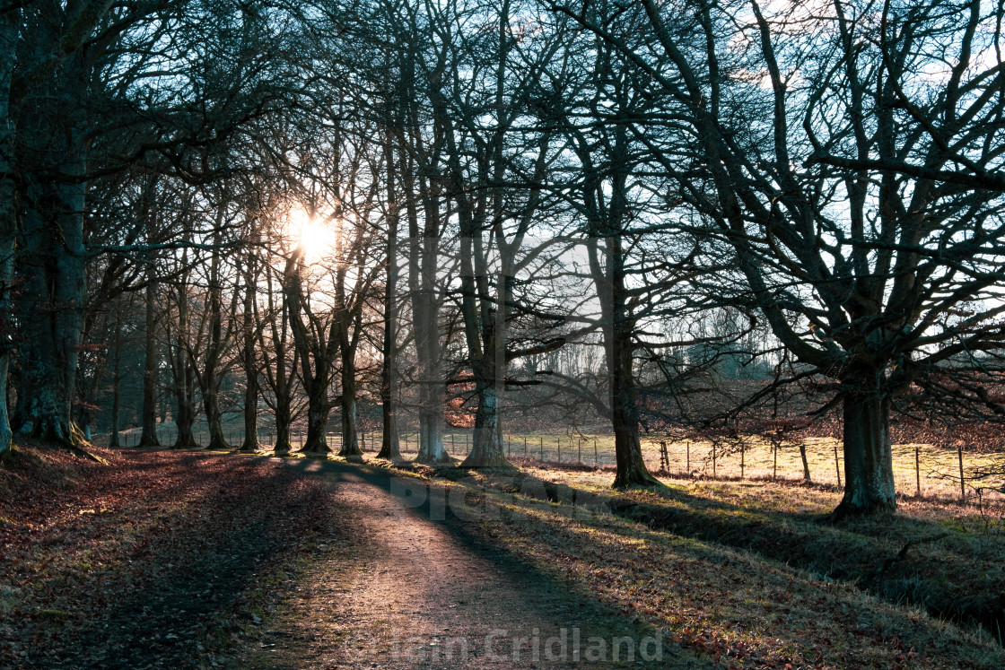 "Sun shining through the trees" by Iain Cridland - $15.41 "Sun shining through the trees" stock image