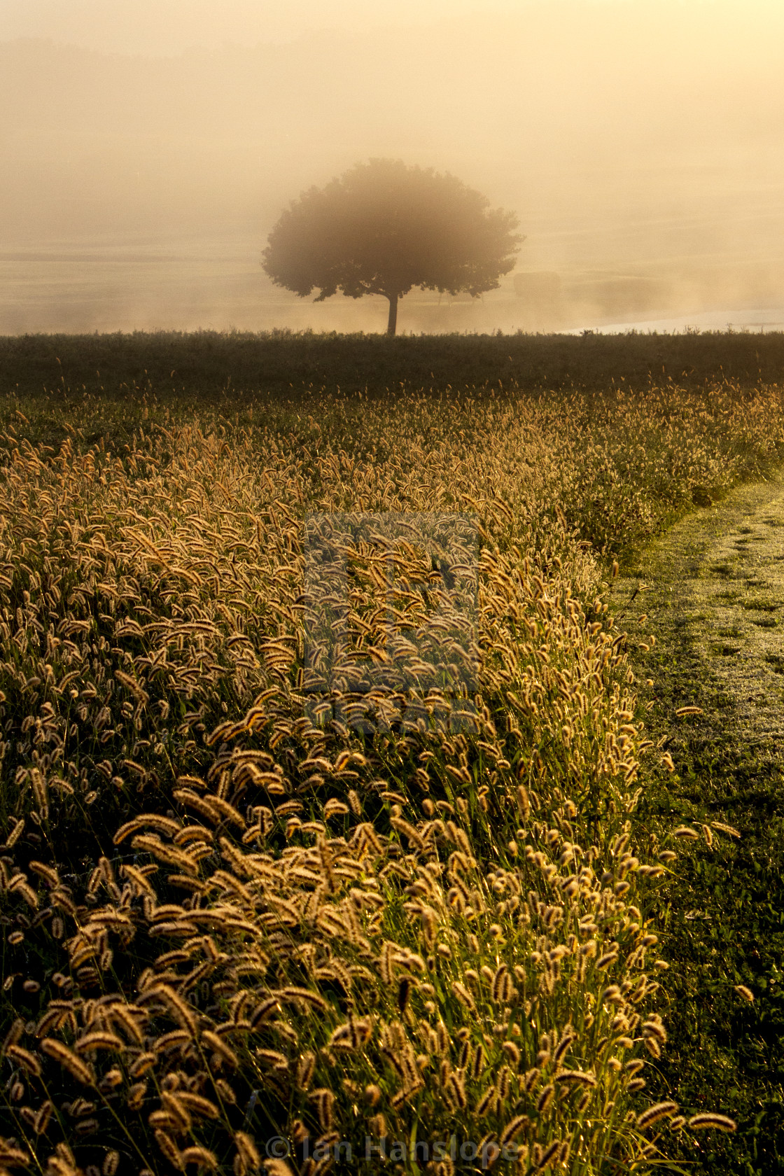 "Fall tree at Sunrise with Mist" by Ian Hanslope - £12.40 "Fall tree at Sunrise with Mist" stock image