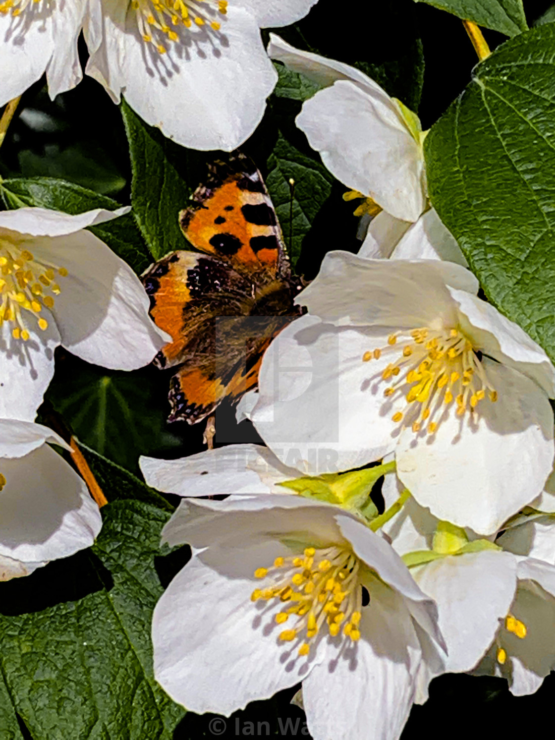 "Butterfly among the flowers" stock image