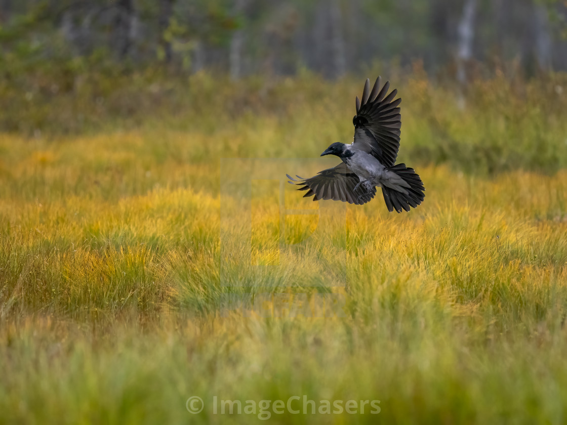 "Hooded Crow Flying, Finland" stock image