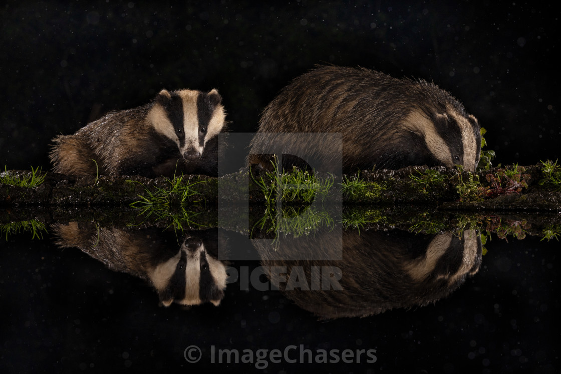 "Badger" stock image