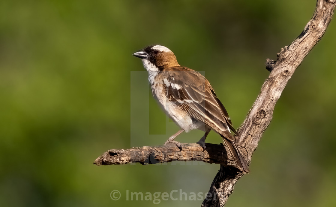 "White Browed Sparrow Weaver" stock image