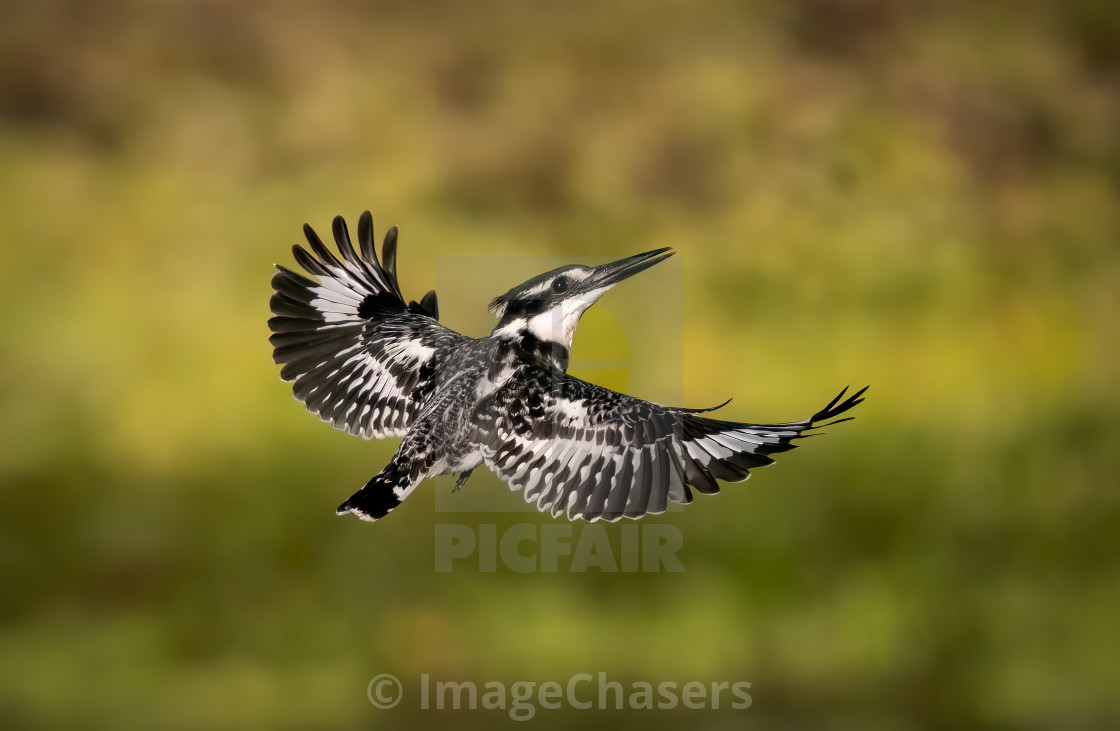 "Pied Kingfisher" stock image