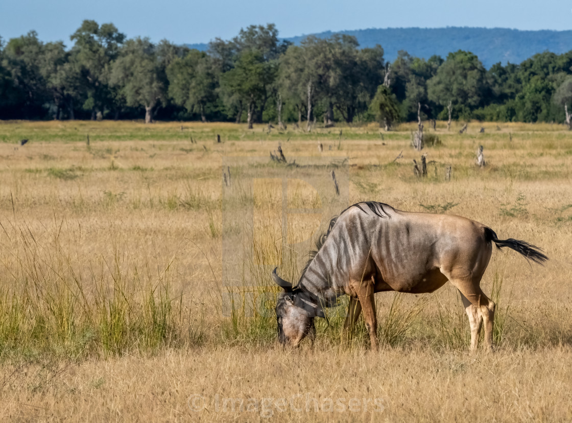 "Cookson's Wildebeest" stock image