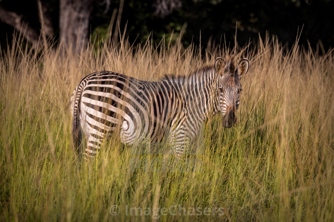 "Zebra in long grass" stock image