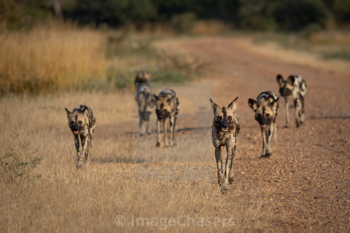 "Wild Dogs" stock image