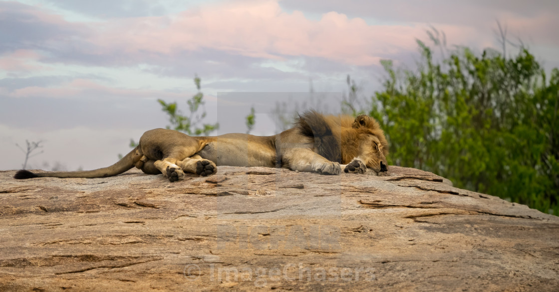 "African Lion" stock image