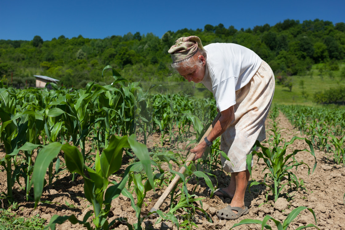 Senior Rural Woman In The Corn Field License Download Or Print For 14 Photos Picfair