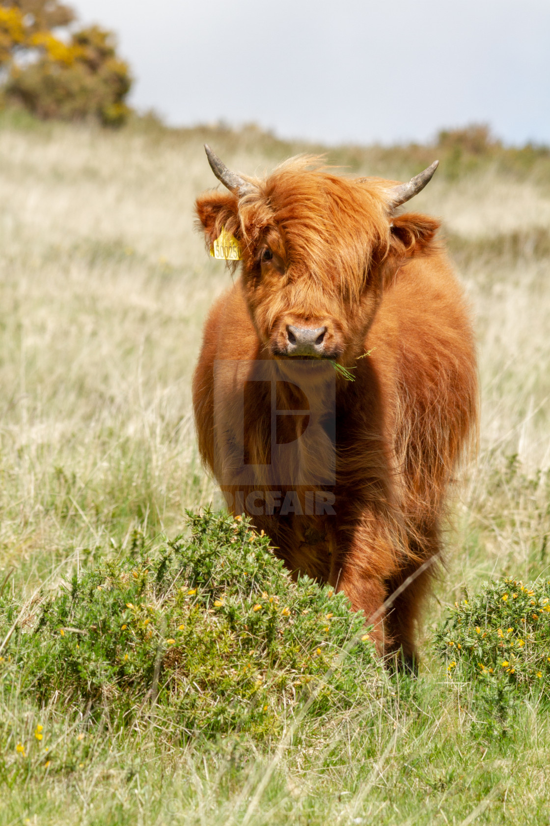 Baby Highland Cattle : Baby Highland Cows Eyebleach - Maybe you would like to learn more about one of these?