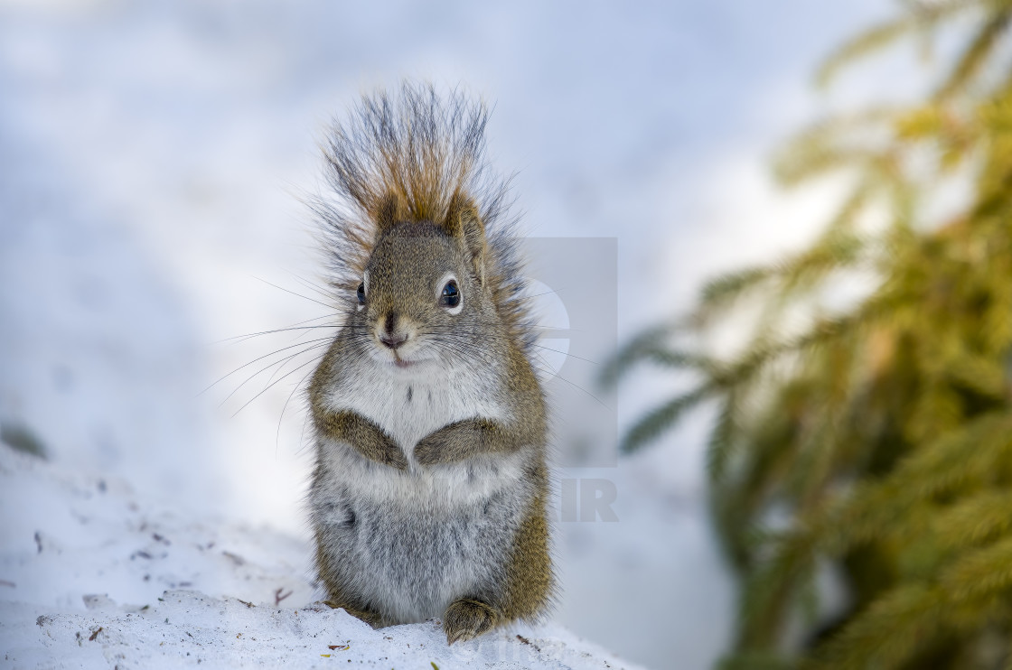 "Cute American red squirrel" stock image