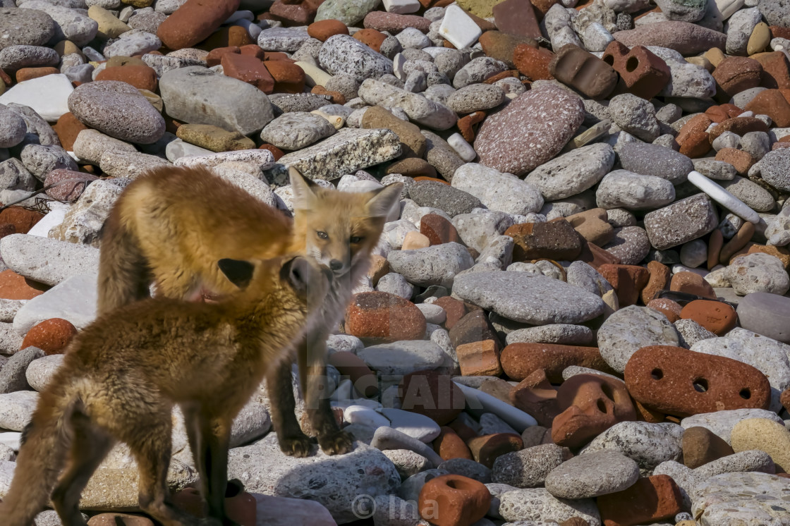 "Two red fox pups" stock image