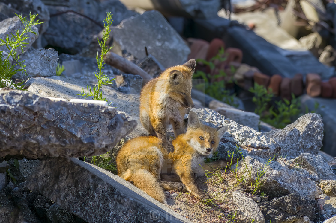 "Two fox babies playing" stock image