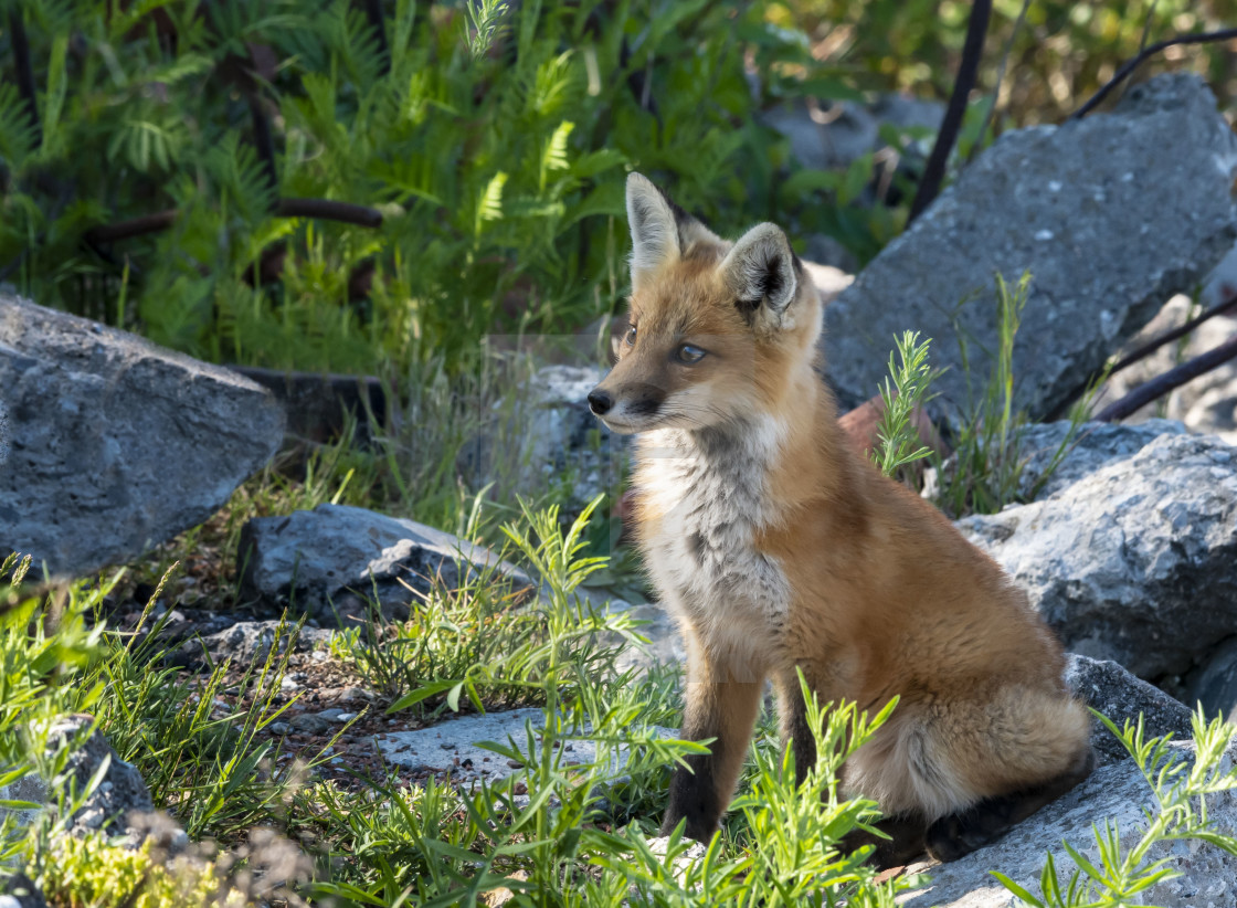 "Red fox baby" stock image