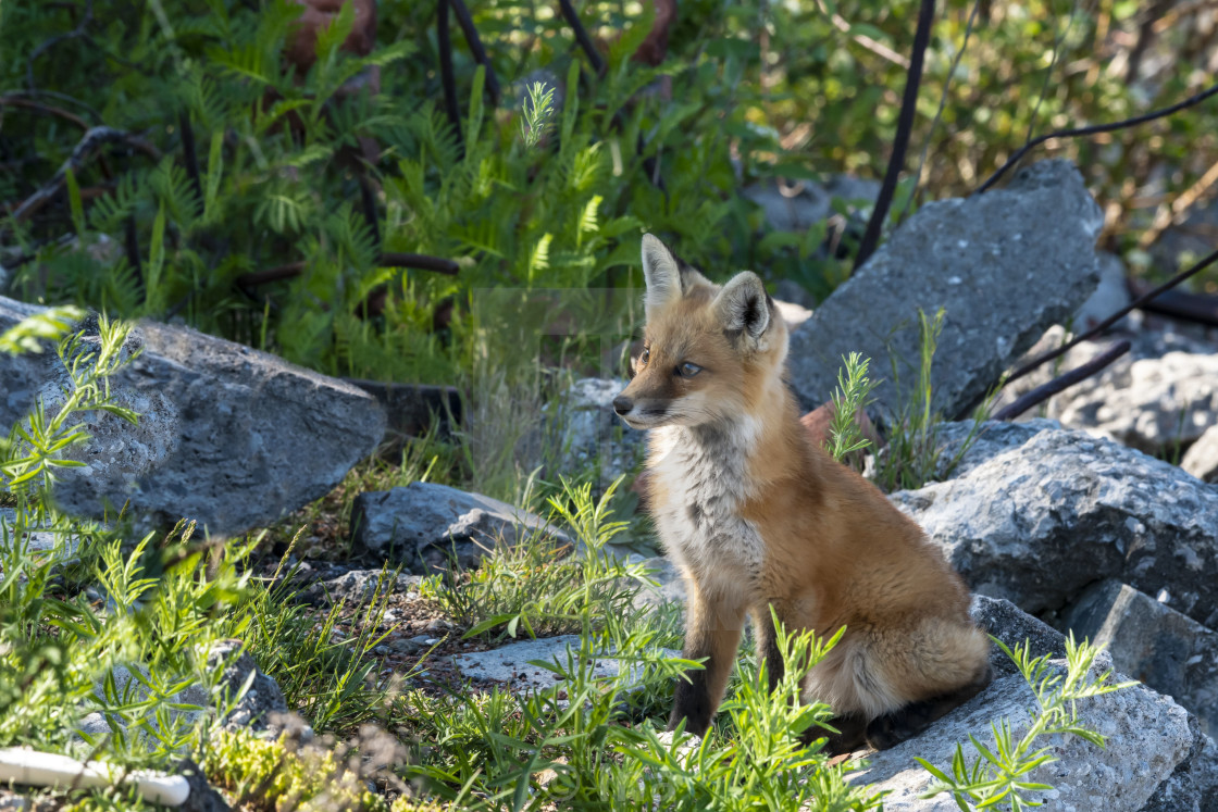 "Red fox baby" stock image