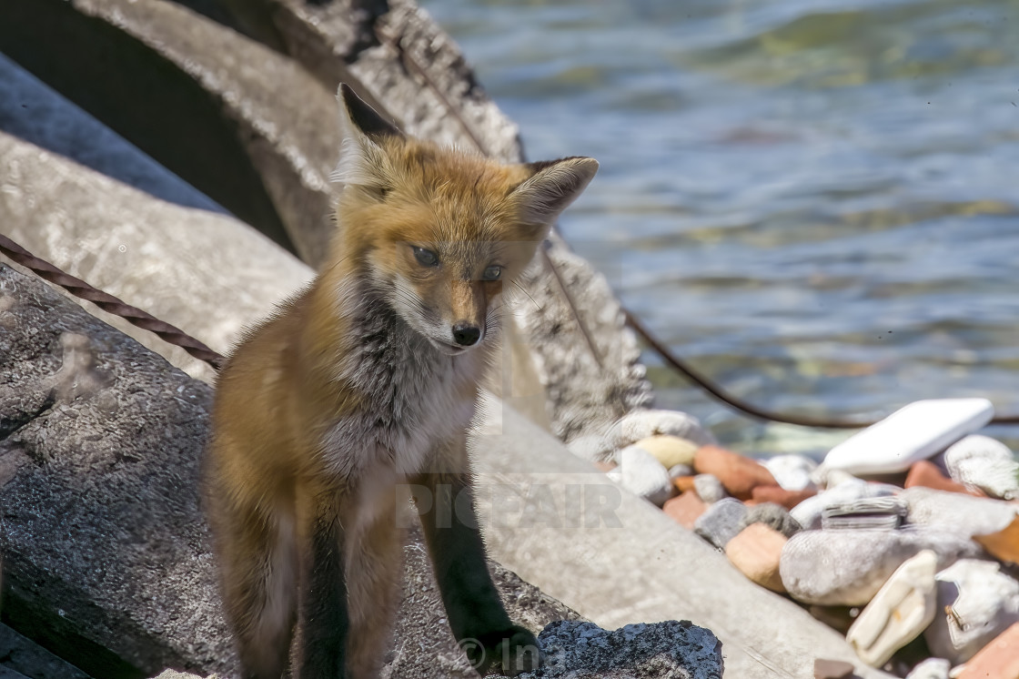 "Red fox baby by the lake" by Ina - $18.95 "Red fox baby by the lake" stock image