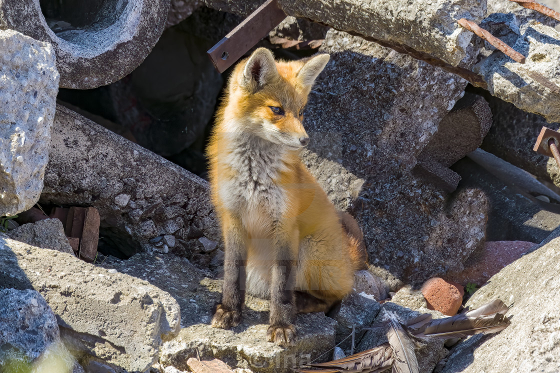 "Red fox baby" stock image