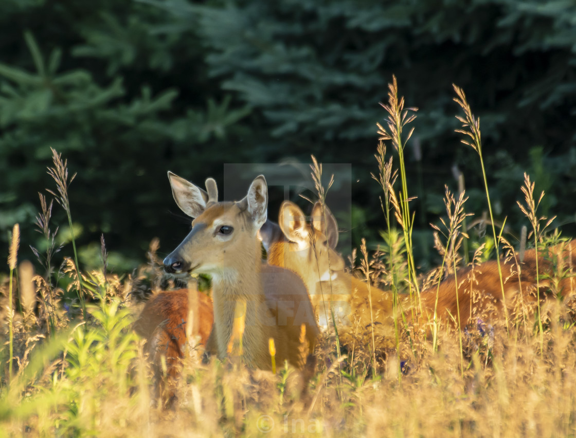 "White-tailed deer at sunrise" stock image