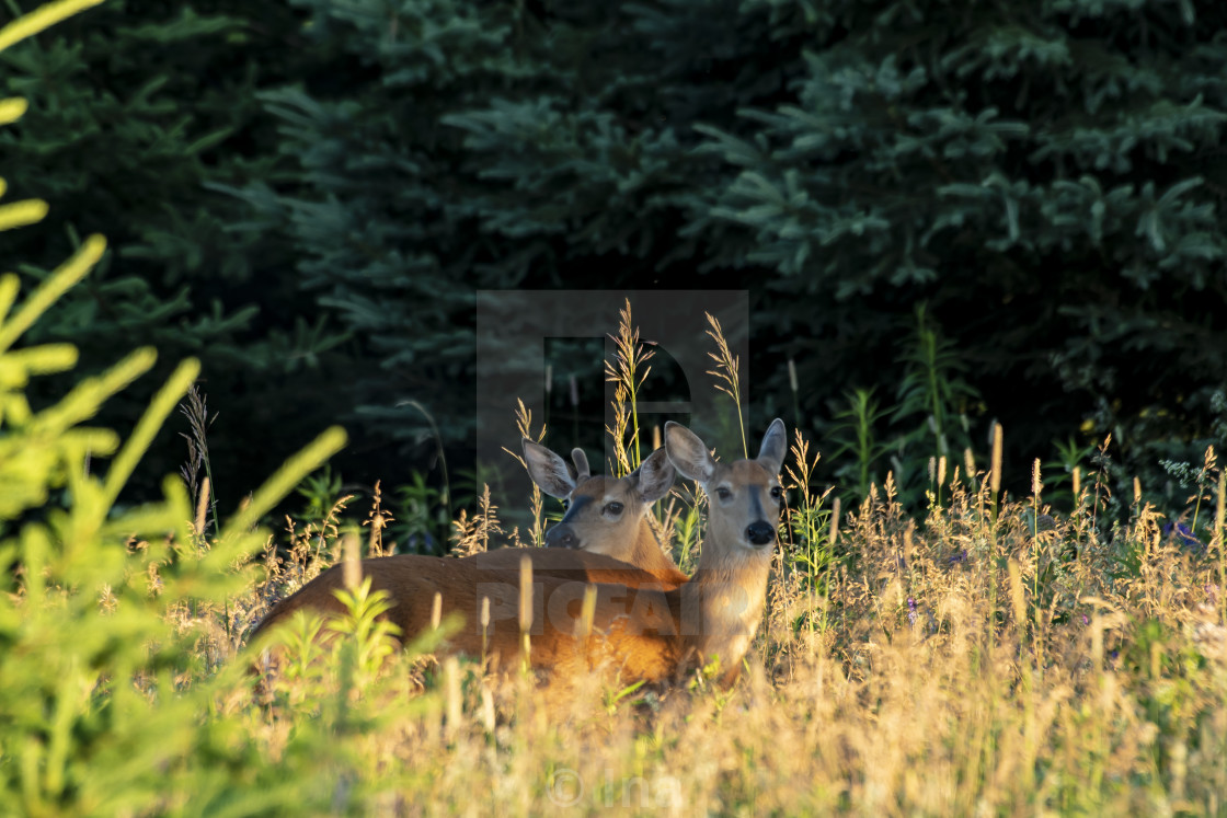"Two white-tailed deer at sunrise" stock image