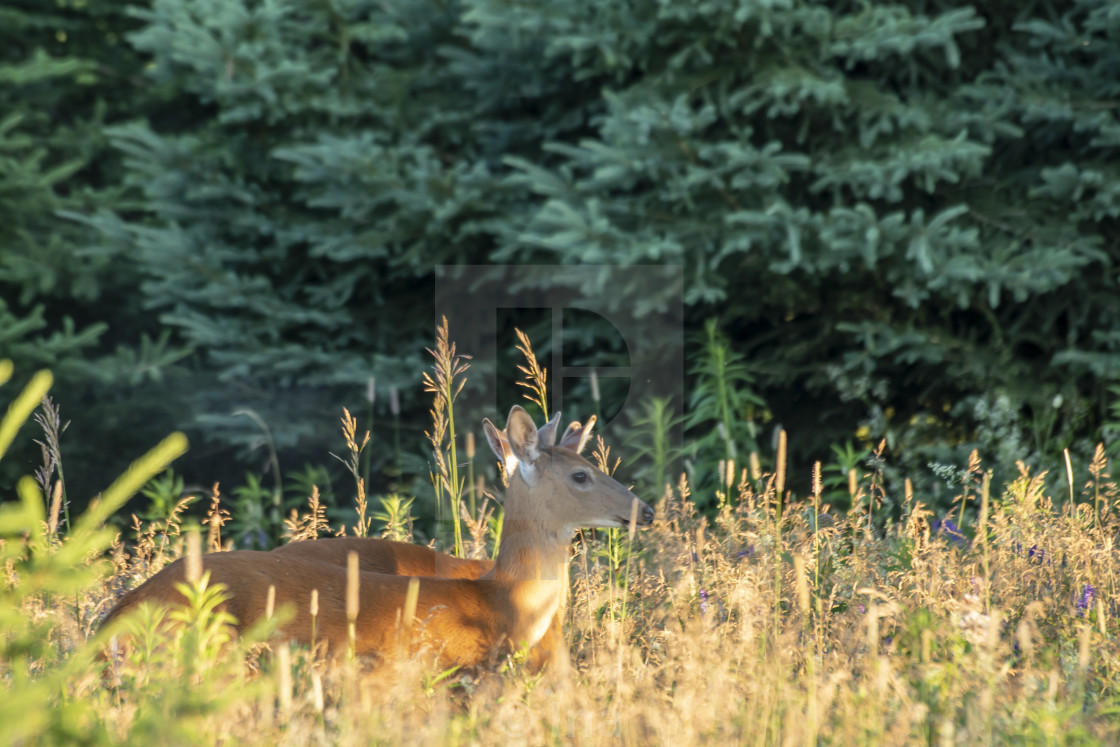 "White-tailed deer at sunrise" stock image