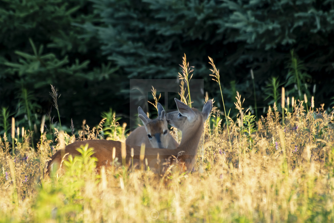 "White-tailed deer at sunrise" stock image