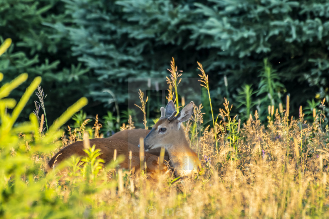 "White-tailed deer at sunrise" stock image