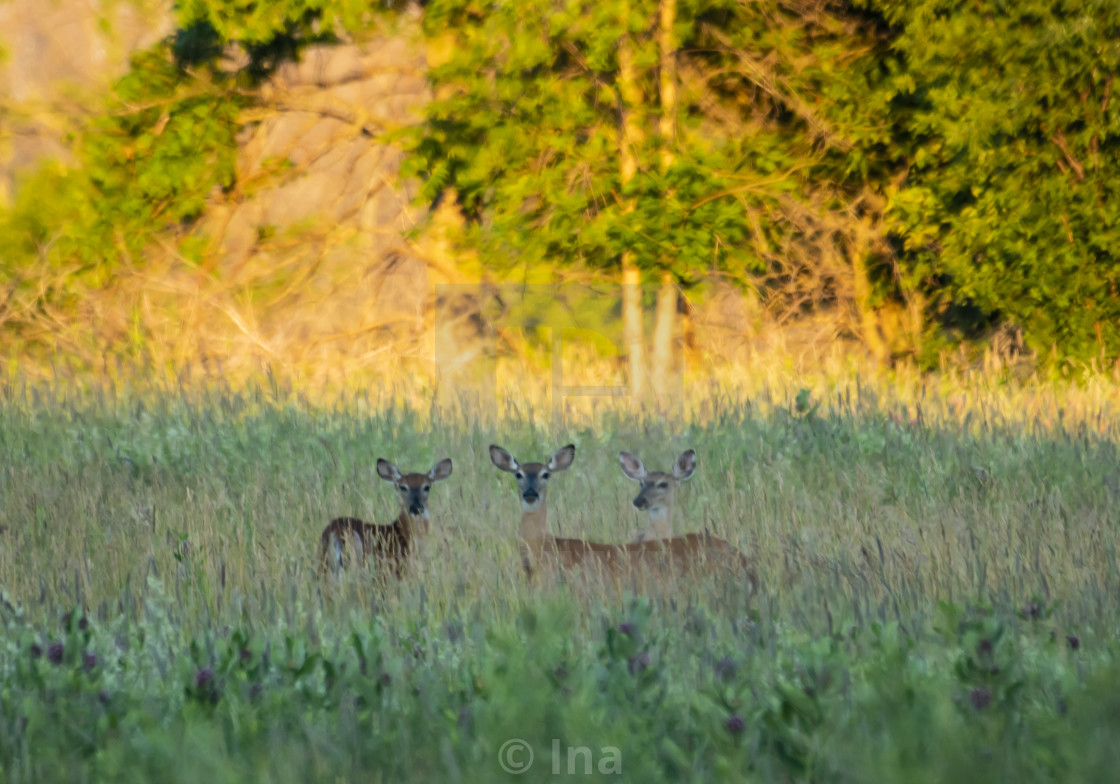 "White-tailed deer at sunrise" stock image