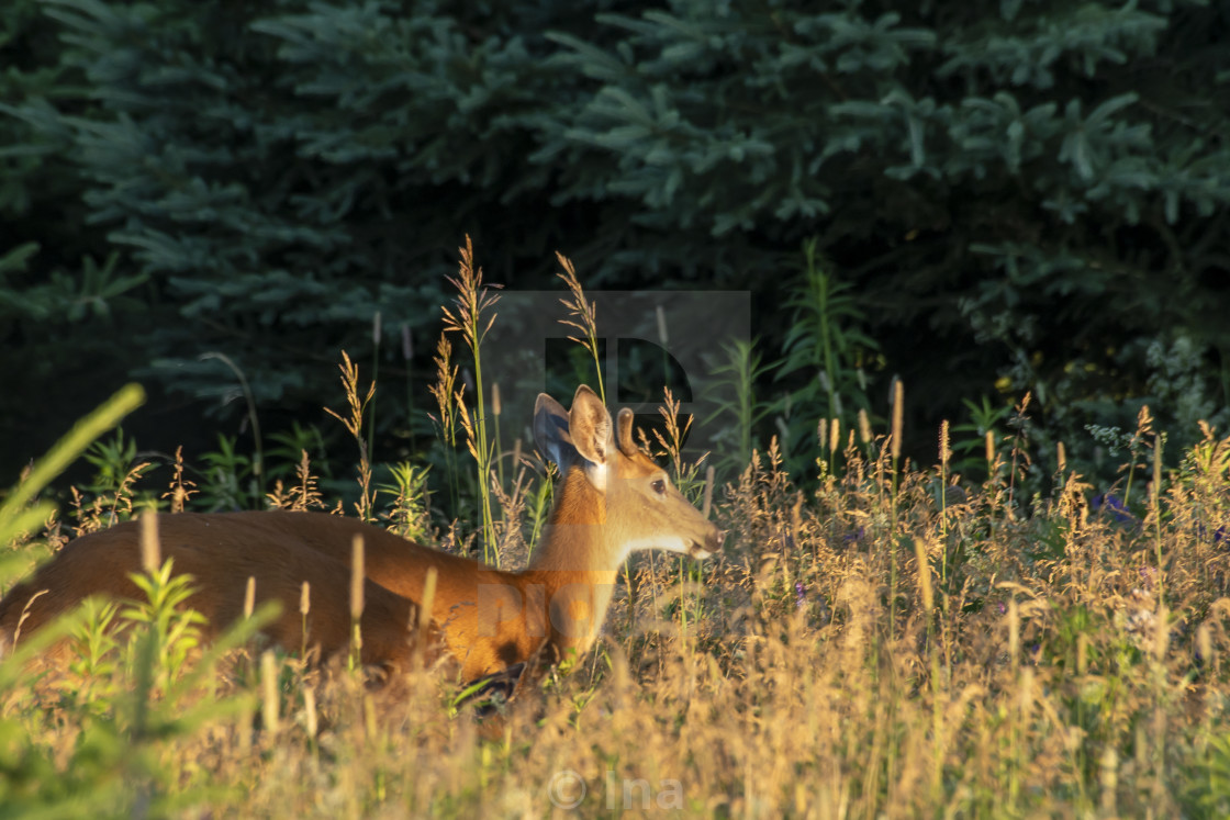 "White-tailed deer at sunrise" stock image