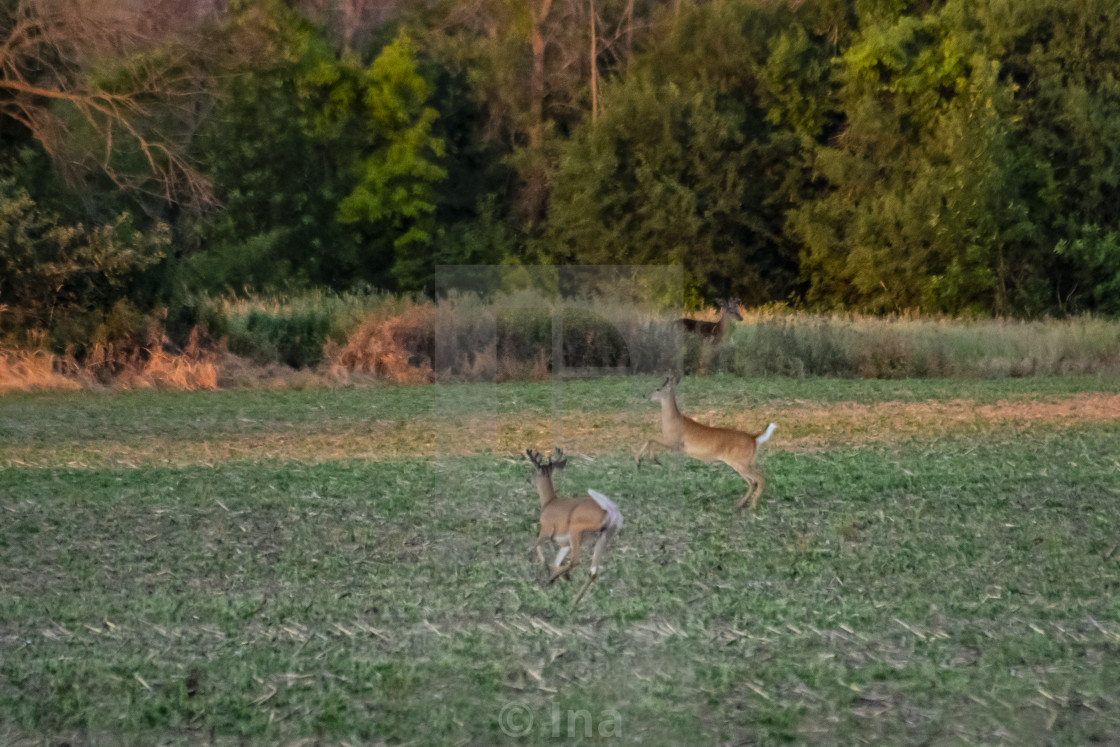 "White-tailed deer running" stock image