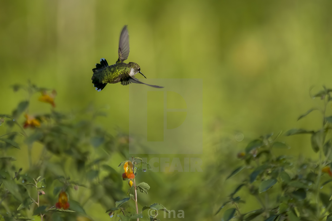 "Ruby-throated hummingbird in flight" stock image