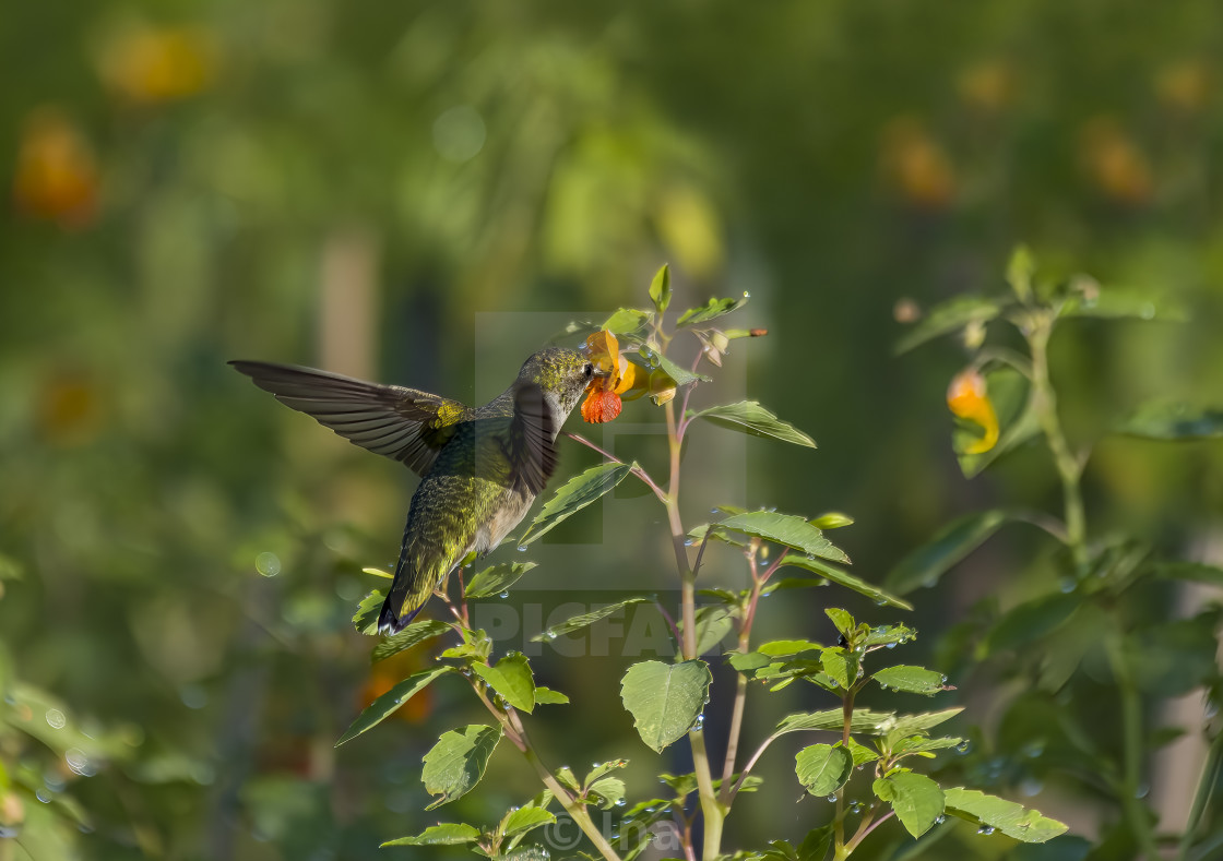 "Ruby throated hummingbird" stock image