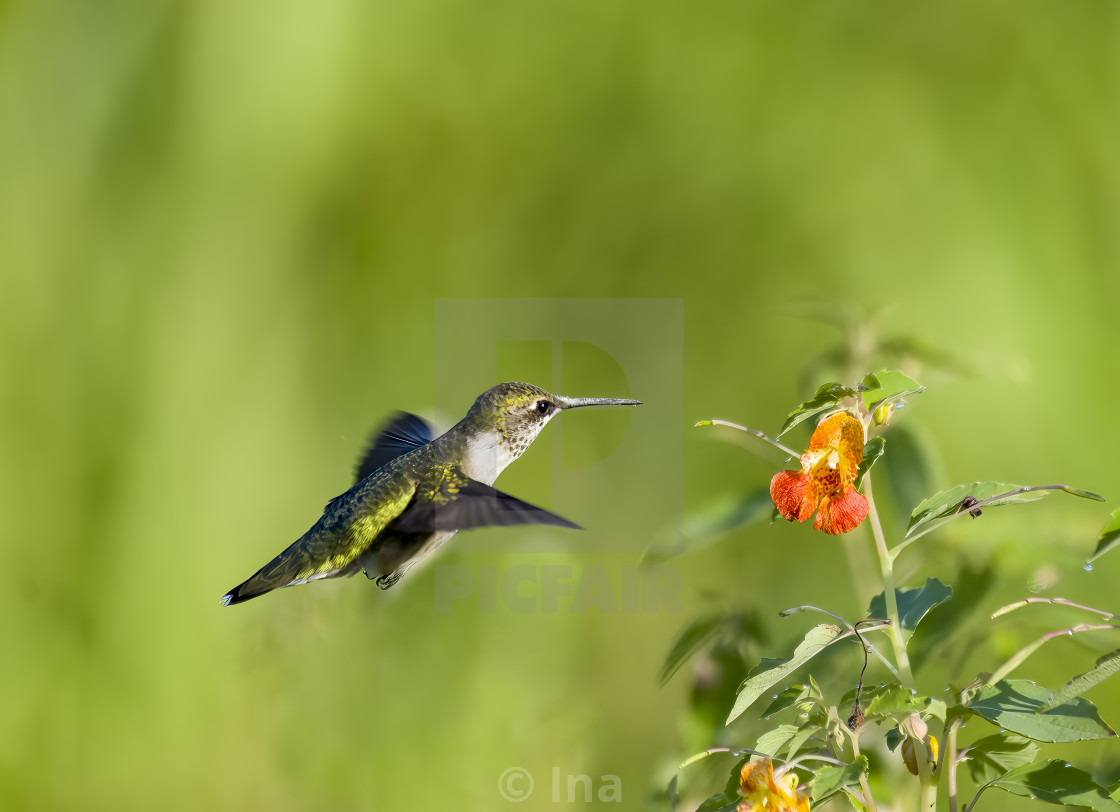 "Ruby-throated hummingbird in flight" stock image