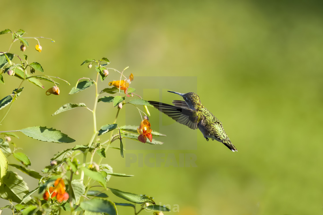 "Ruby-throated hummingbird in flight" stock image