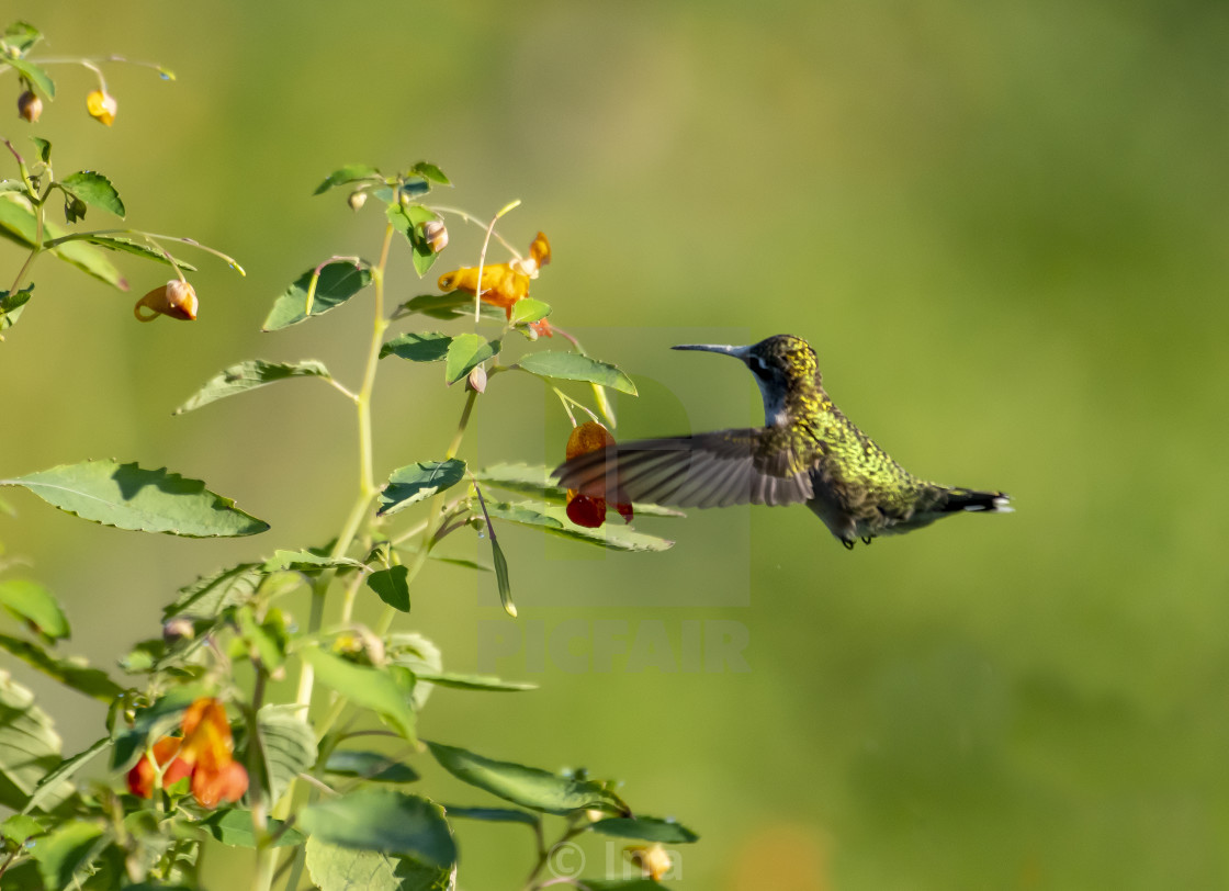 "Ruby-throated hummingbird in flight" stock image