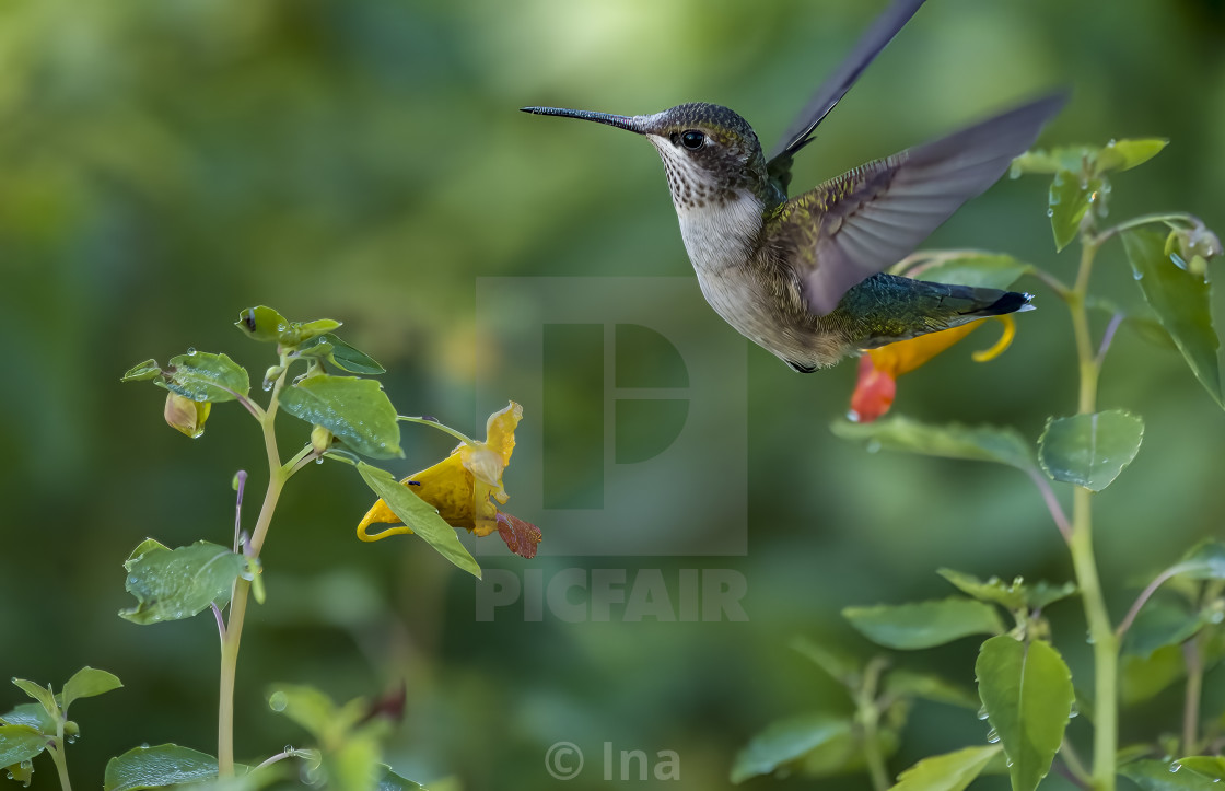 "Ruby-throated hummingbird" stock image