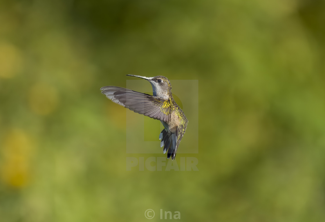 "Ruby-throated hummingbird in flight" stock image