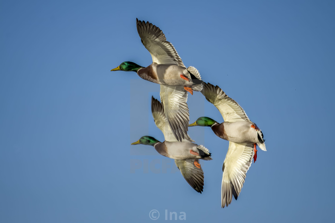 "Ducks in flight" stock image