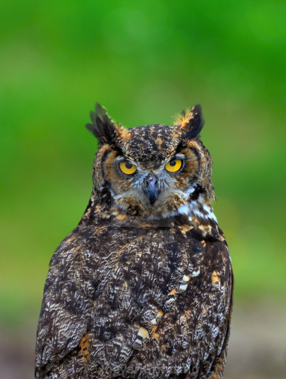 "Great Horned Owl" by Ingvar Grimsmo - $12.70 "Great Horned Owl" stock image