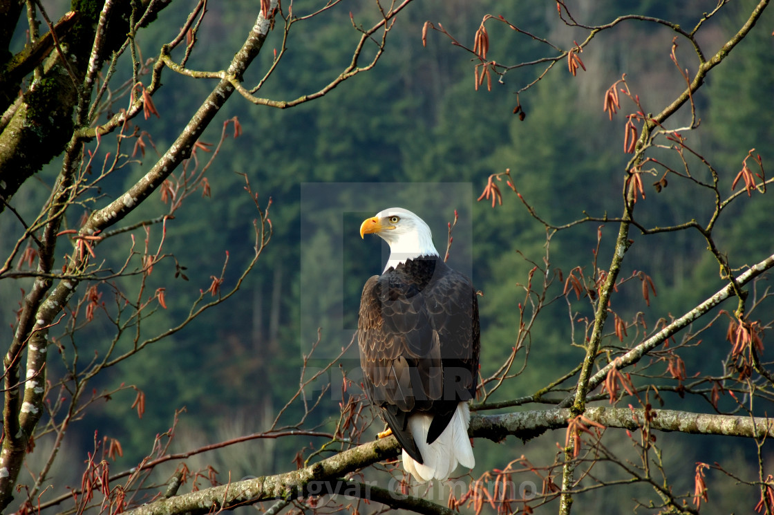 "Bald Eagle Sitting on a Branch" by Ingvar Grimsmo - $12.70 "Bald Eagle Sitting on a Branch" stock image