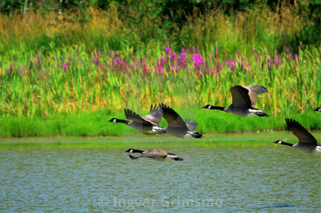 "Canada Geese Flying in Formation" by Ingvar Grimsmo - $12.70 "Canada Geese Flying in Formation" stock image