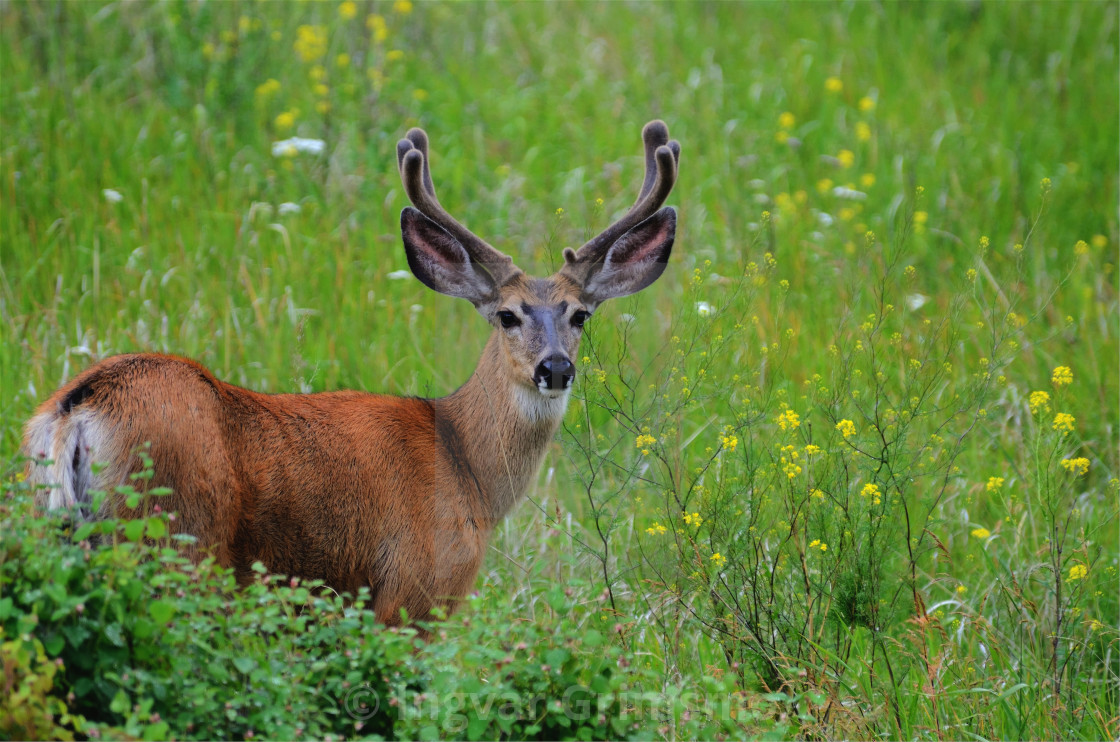 "Deer with a rack looking at you" stock image