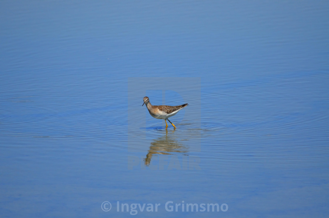 "Sandpiper on Water" stock image