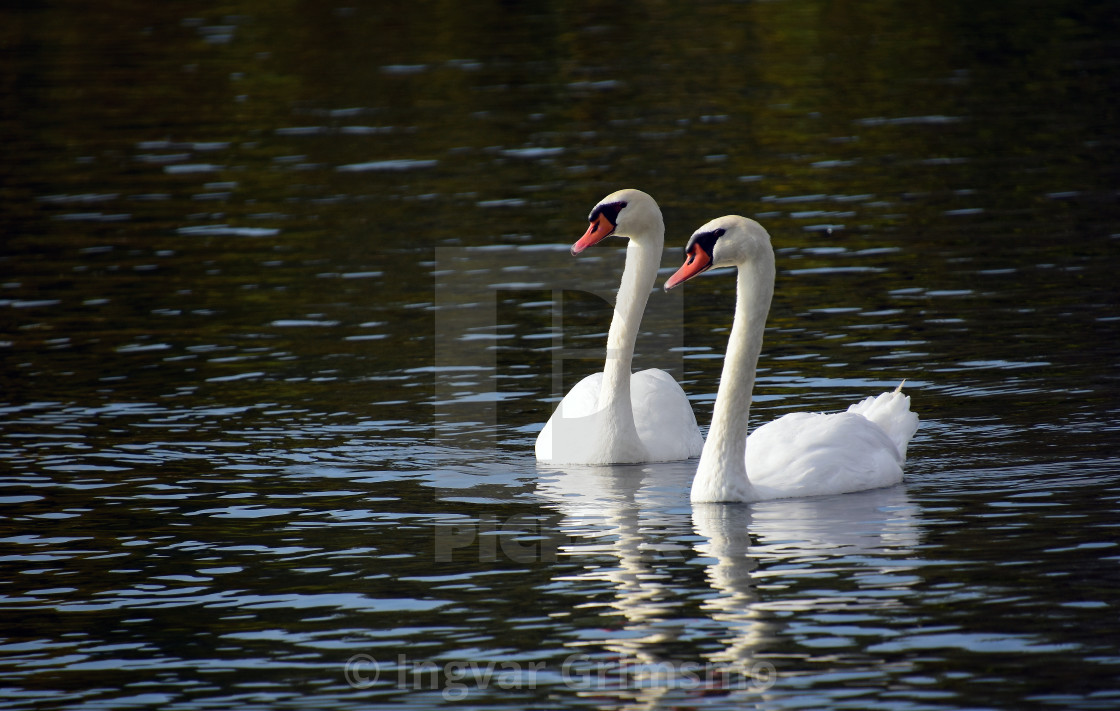 "A pair of white swans swimming" by Ingvar Grimsmo - $12.70 "A pair of white swans swimming" stock image