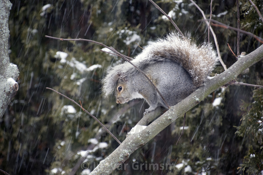 "Squirrel freezing" stock image