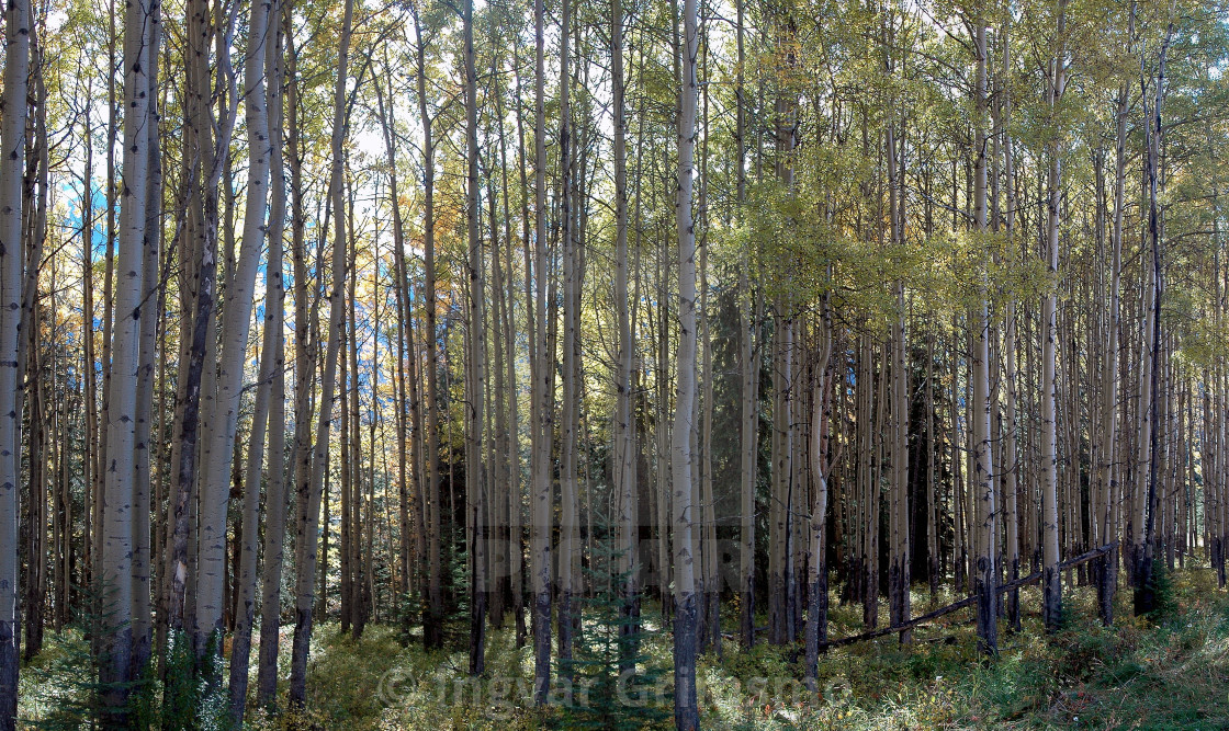 "Birch Trees" stock image