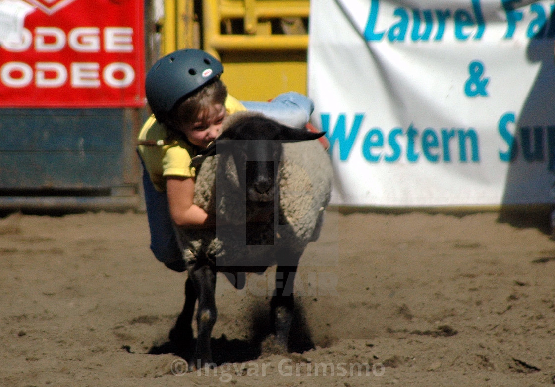 "Boy hanging on to a running sheep for dear life!" stock image