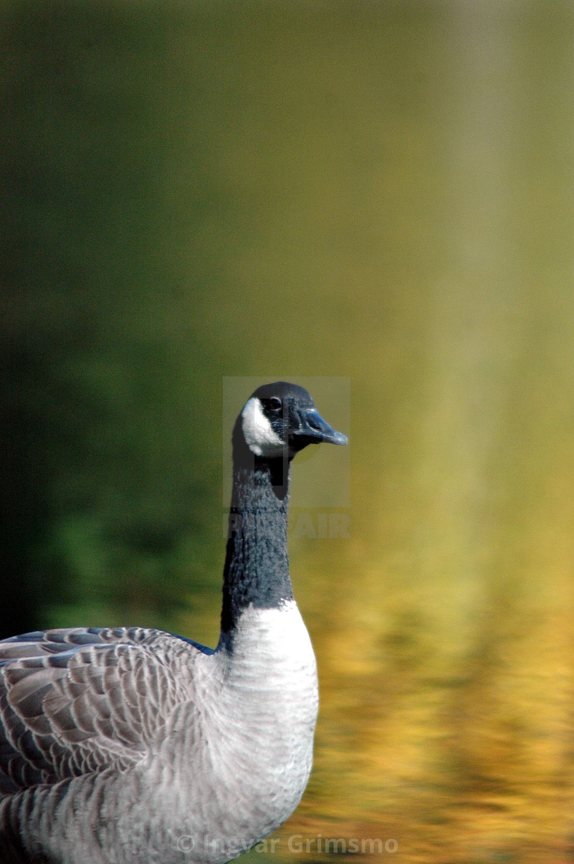 "Canada Goose at sunset" stock image